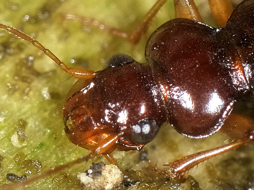 Leistus quale? L. ferrugineus